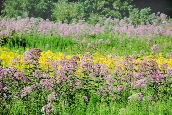 a field of flowers